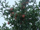 Apple Tree #2