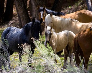 Campbell-Ranch