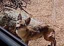 Young Coyote in SPCE