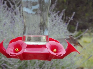 HummingBird21Canon