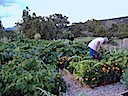 San Pedro Creek Gardening