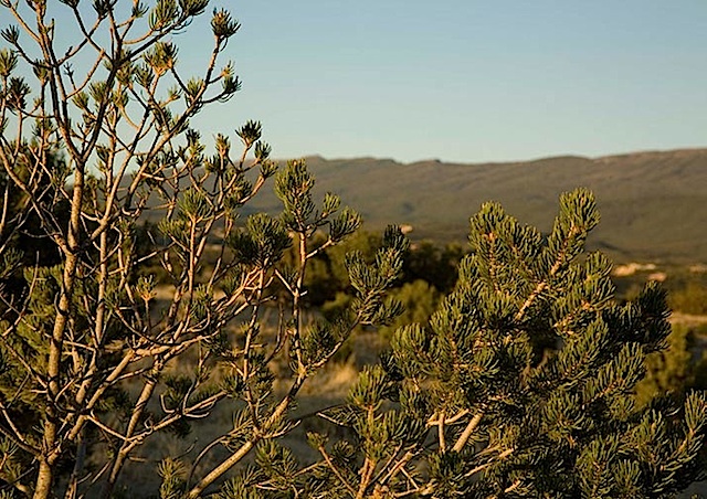 San Pedro Overlook Lot-62-Sandia-Trees