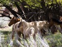 Wild horses have their own Sandia Park Real Estate