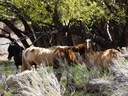 Sandia Park Wild Horses