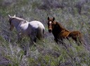 Wandering Wild Horses in Sandia Park
