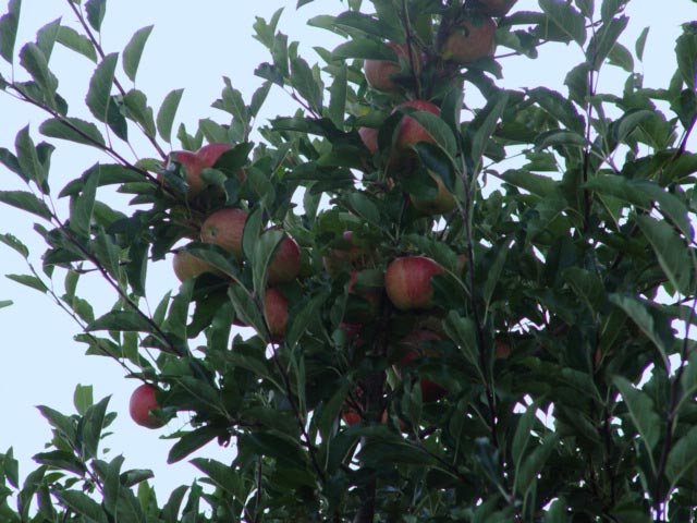 AppleTree