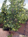 Apple Tree