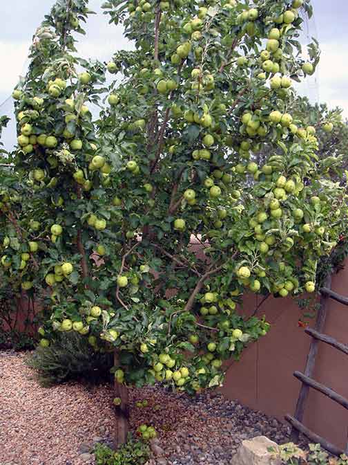 AppleTree21Canon