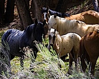 Campbell-Ranch