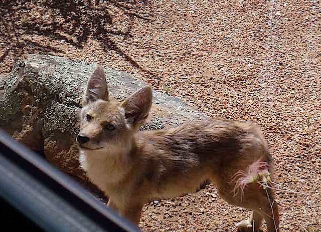 CoyoteBackyard-SPCE