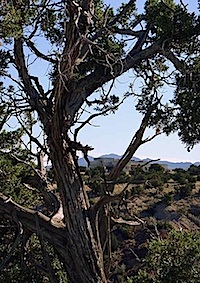 HGTV Dream Home 2010 NM Sandia Park HGTV-Dream-Home-NM-2010-through-tree