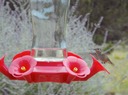 Humming Birds