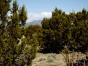 Lot 85 Phase III View of Ortiz Mountains Through Trees