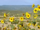 Lot 62 Phase II SPCE Sandia Mountains