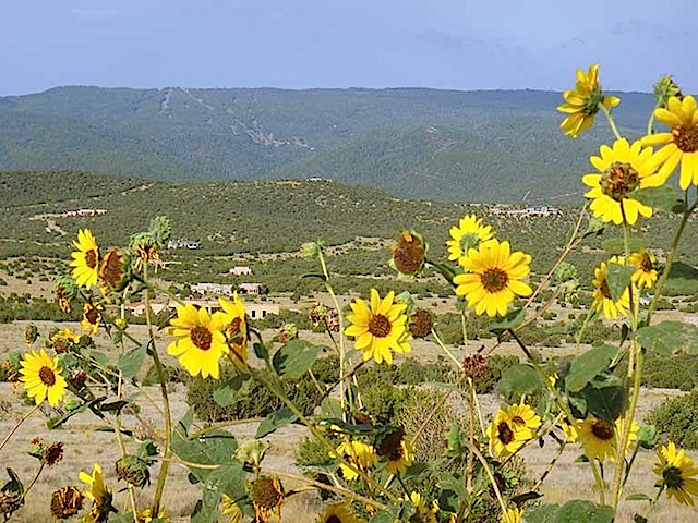 Lot62SPCE-Sandias