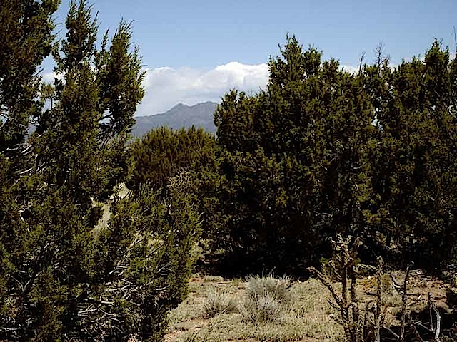Lot-85-Views-thru-Trees