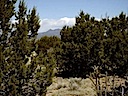 Lot 85 Phase III View of Ortiz Mountains Through Trees