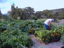 San Pedro Creek Gardening