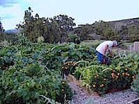San Pedro Creek Gardening Sandia Park NM