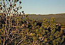 San Pedro Overlook Lot 62 Sandia Mountains & Trees