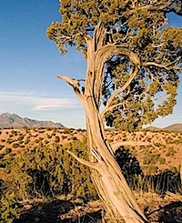 San-Pedro-Overlook-NM