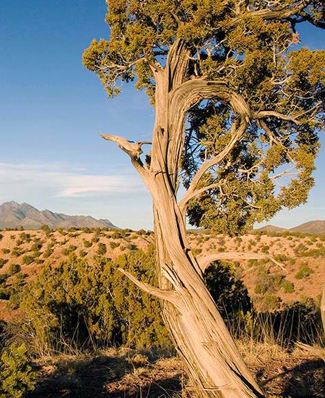 San Pedro Overlook NM