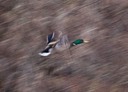 Duck Flying from San Pedro Creek