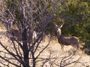 SanPedroCreek_Deer