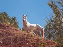 Wild Solo Horse