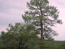 San Pedro Overlook Lot21 Ponderosa Pine