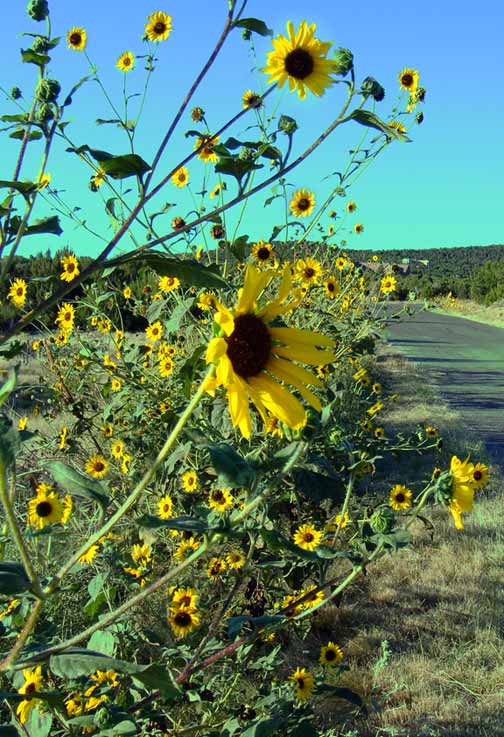 Sunflowers-Edit